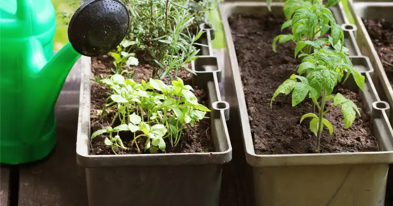 container gardening for beginners