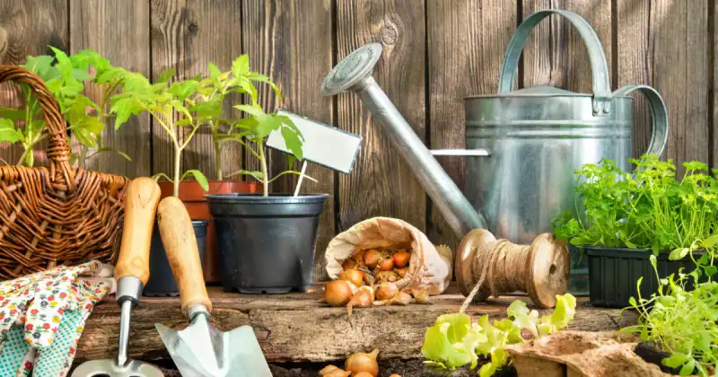 various garden tools, plants and watering can with wood background