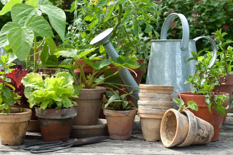gardening in pots for beginners