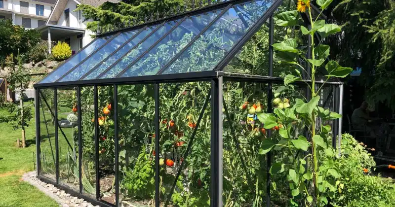 outdoor glass greenhouse filled with healthy vegetable plants