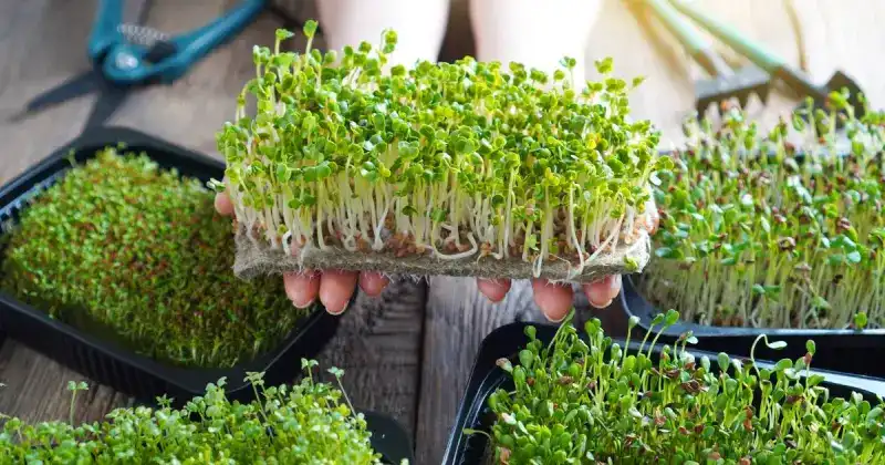 how long to harvest microgreens