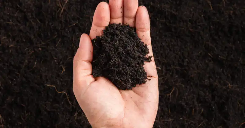 gardener's hand holding a small pile of black mature compost