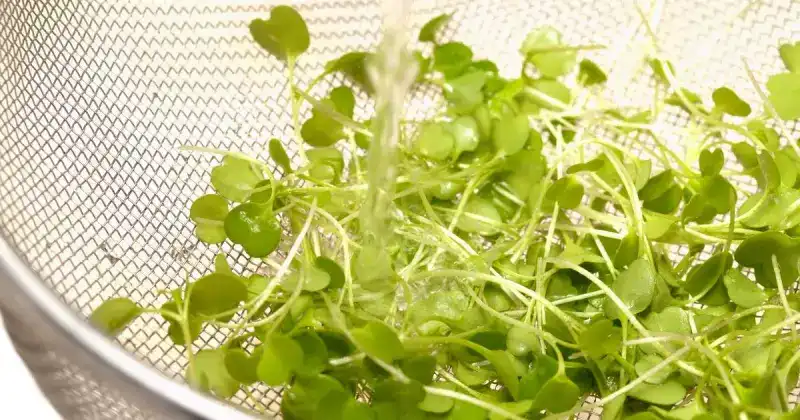 how to grow and harvest microgreens