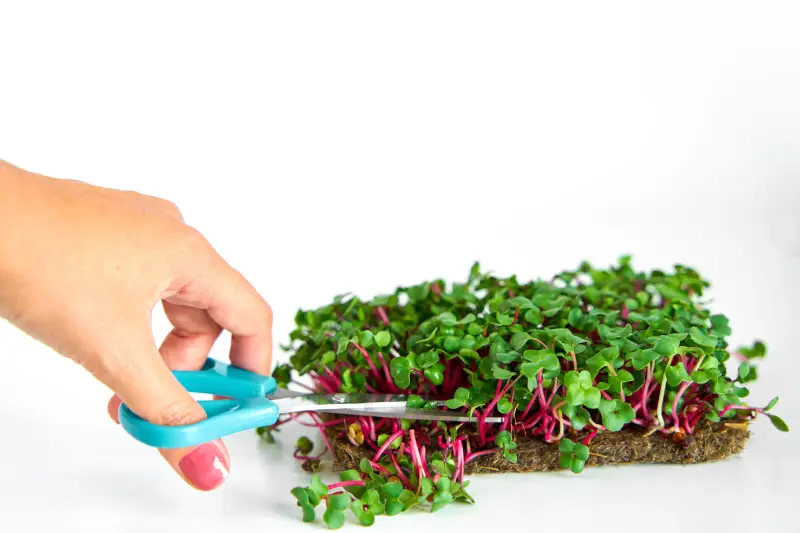 how to harvest microgreens at home