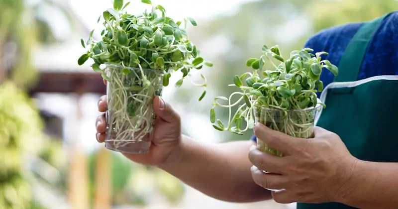 gardener holding two clear plastic cups of green microgreens in hands