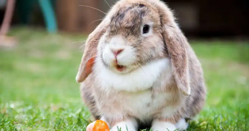 large white and brown rabbit in grass outside with carrot