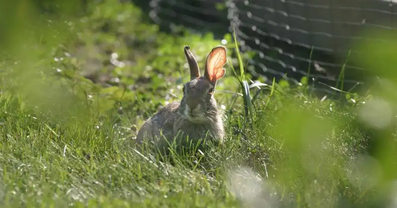 how to keep rabbits out of your garden
