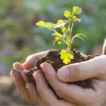 gardener holding small plant in dirt in both hands in sunlight