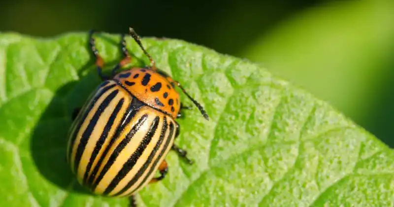 how to prevent pests in vegetable garden