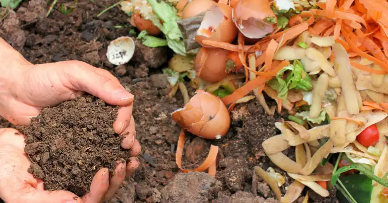 how to use compost from compost bin