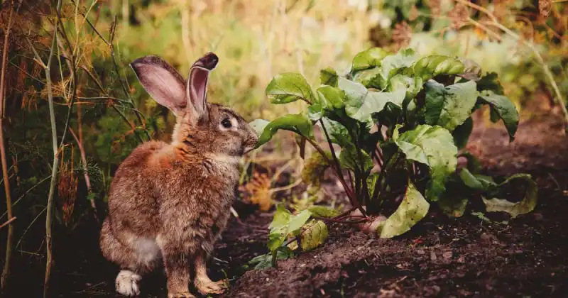 protect plants from rabbits