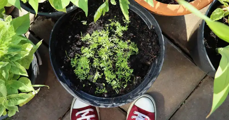 things to use for container gardening