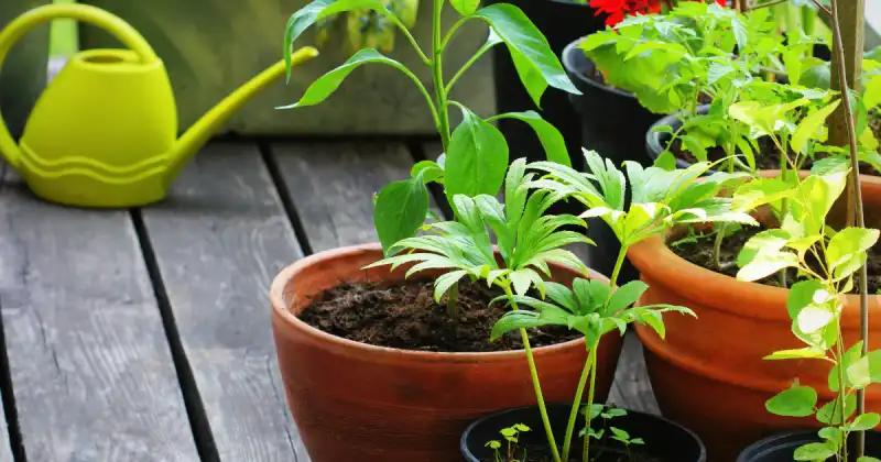 various terracotta pots with green vegetables on wooden deck with watering can