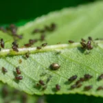 colony of black aphids on underside of green leaf