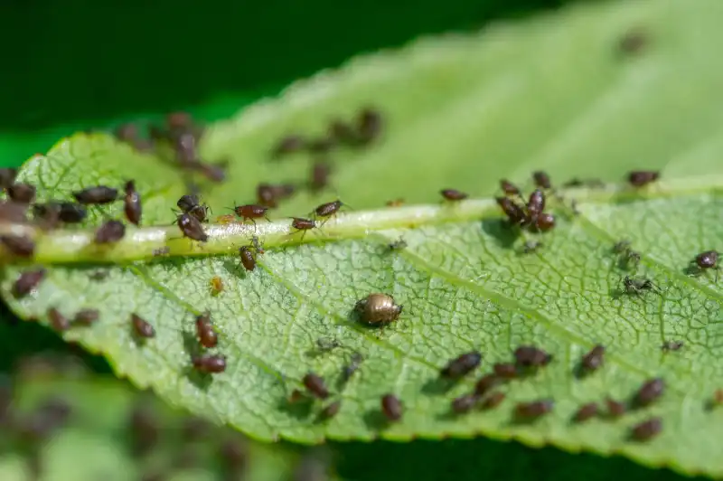 colony of black aphids on underside of green leaf