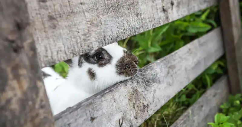what keeps rabbits away from plants