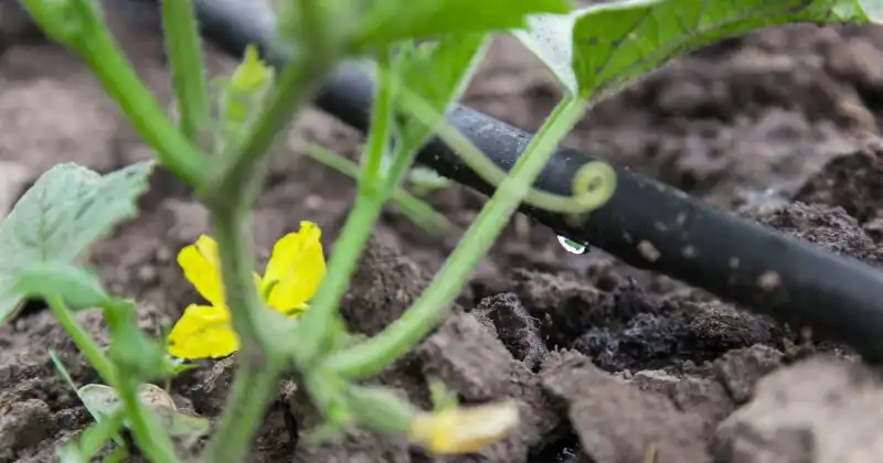 5 ways of improving soil fertility