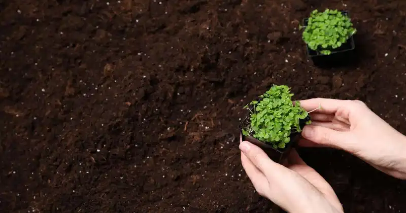 best microgreen soil