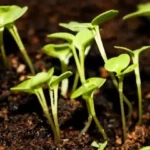 closeup of young microgreen sprouts growing in dark soil