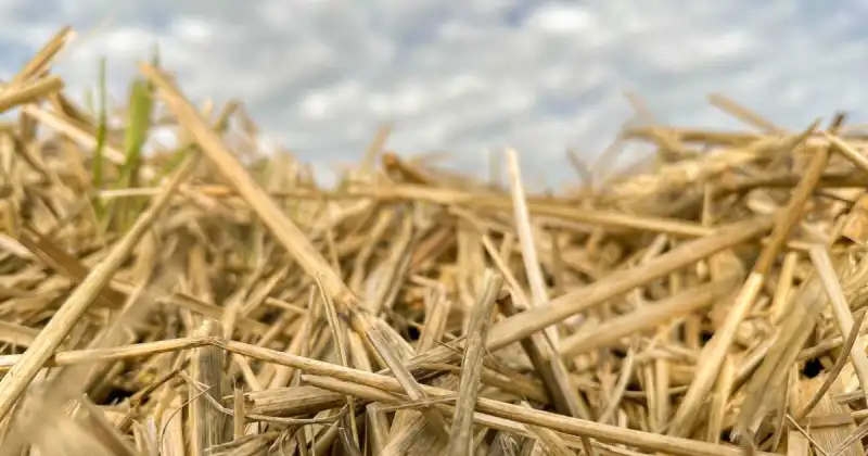 can i use straw as mulch