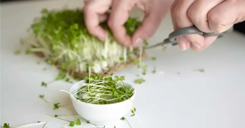 can you wait too long to harvest microgreens