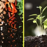 food scraps decomposing into compost and person sprinkling fertilizer around plant