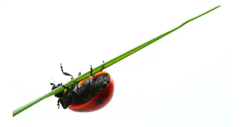 do ladybugs eat aphid eggs