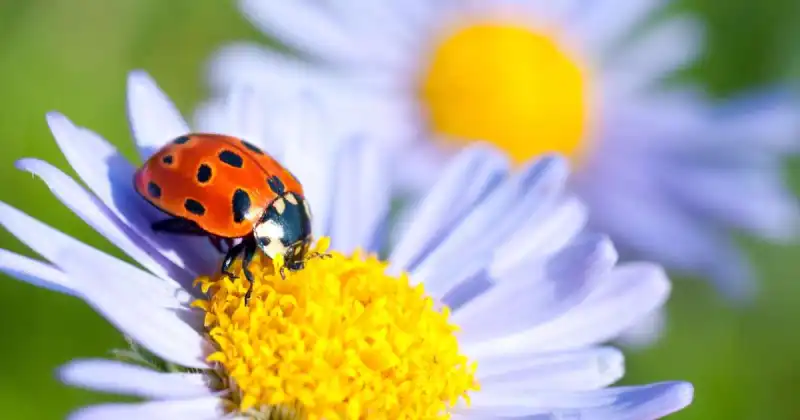 spotted ladybug eating nectar from yellow and purple flower