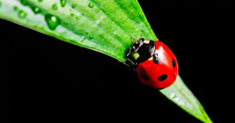 do ladybugs eat besides aphids