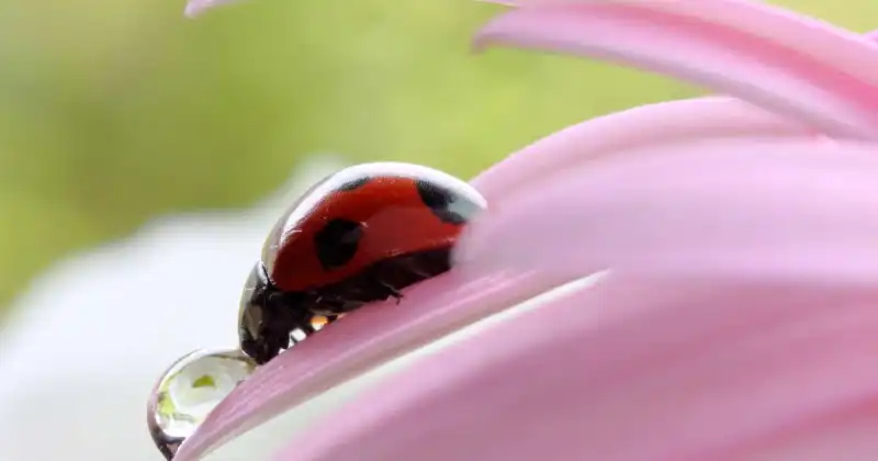 do ladybugs eat plants