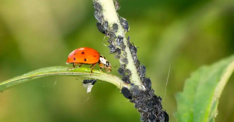 does ladybugs eat aphids