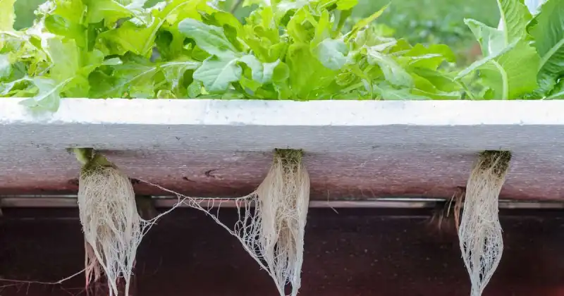 growing hydroponic vegetables at home