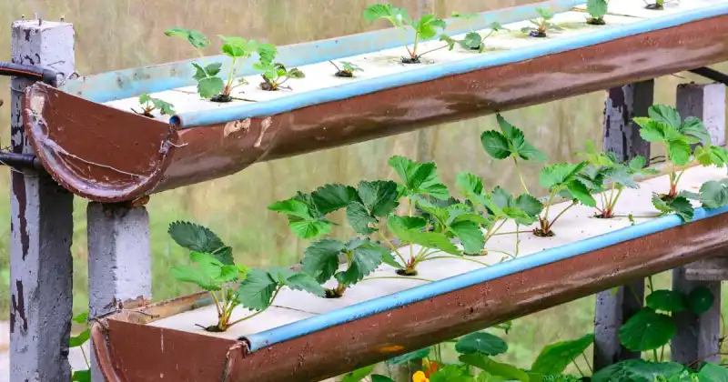 growing hydroponic vegetables