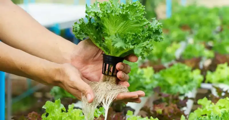 growing vegetables hydroponics