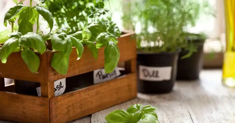 growing vegetables indoors for beginners