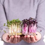 person holding two types of sprouted microgreens in hands