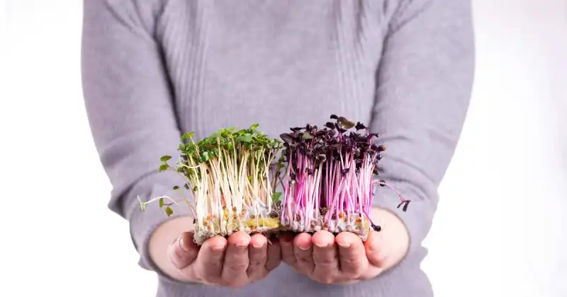 person holding two types of sprouted microgreens in hands