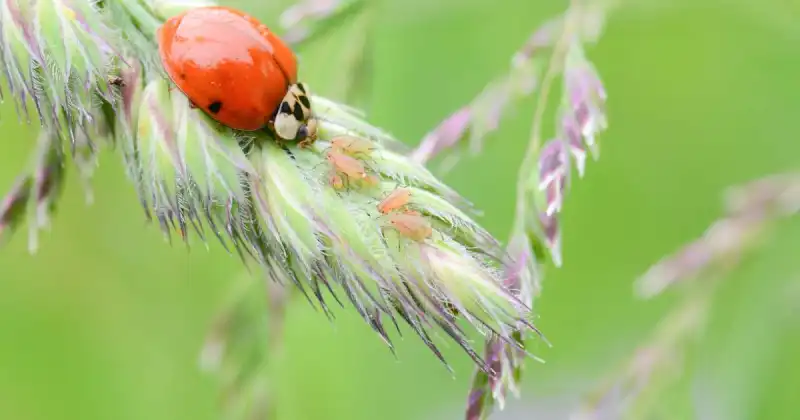 how are ladybugs and aphids different