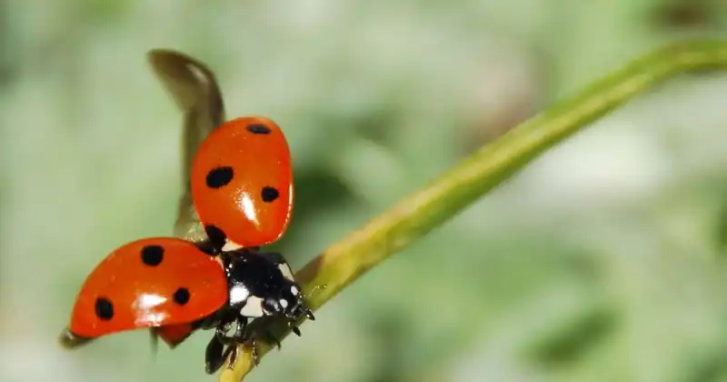 how fast do ladybugs eat aphids