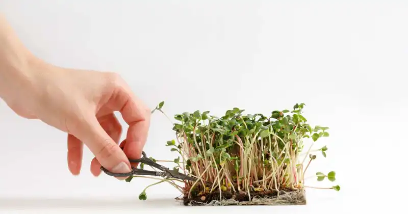 person cutting microgreens with metal scissors