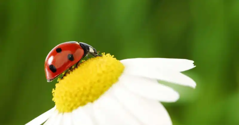 how long does it take for ladybugs to eat aphids