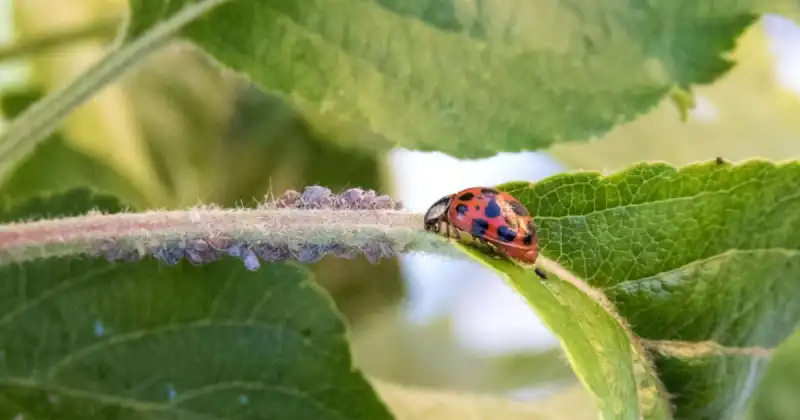 how many aphids can a ladybug eat in a day
