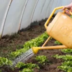 gardener watering green vegetables with large yellow water can