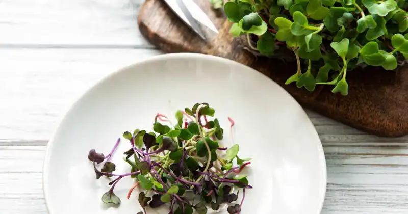how tall should microgreens be before harvesting