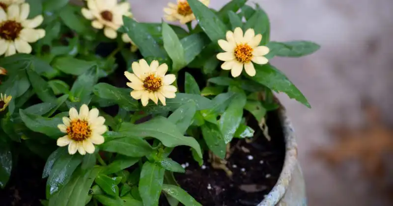 how to care for zinnias in pots