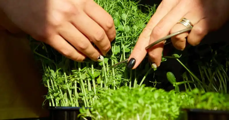 how to grow microgreens in trays without soil