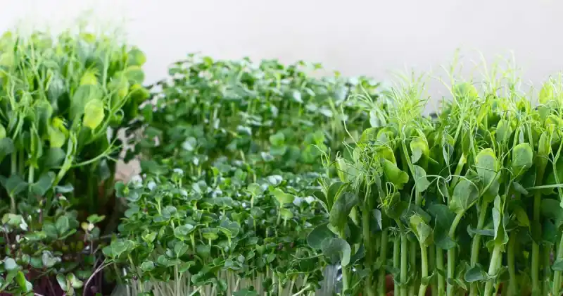 how to grow microgreens in trays