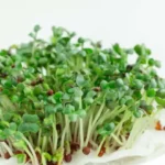 closeup of small patch of sprouted microgreens in white dish