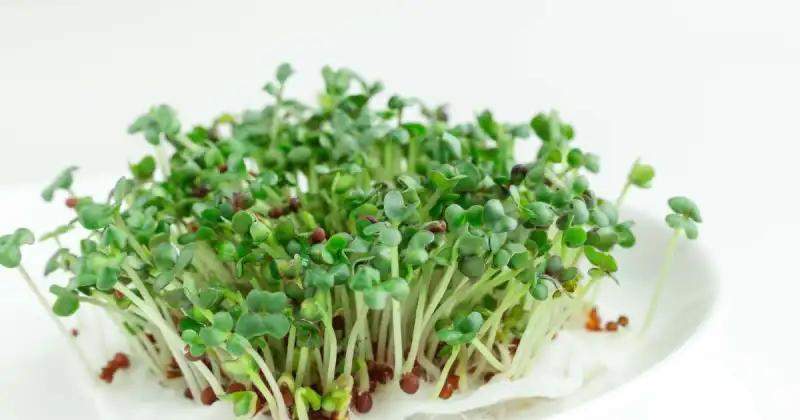 closeup of small patch of sprouted microgreens in white dish
