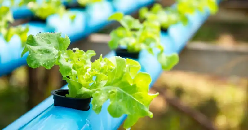 how to grow vegetables hydroponically
